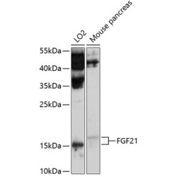 FGF21 Rabbit pAb