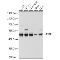 INPP1 Rabbit pAb