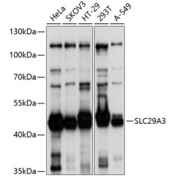 SLC29A3 Rabbit pAb