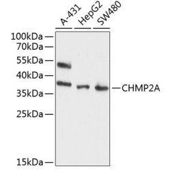 CHMP2A Rabbit pAb