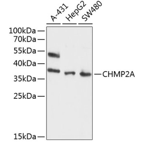 CHMP2A Rabbit pAb