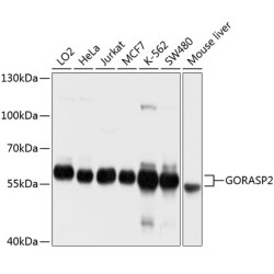 GORASP2 Rabbit pAb
