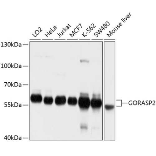 GORASP2 Rabbit pAb
