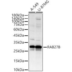 RAB27B Rabbit pAb