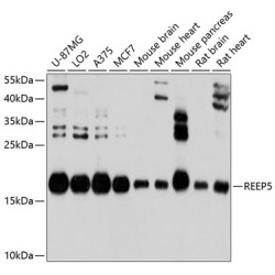 REEP5 Rabbit pAb