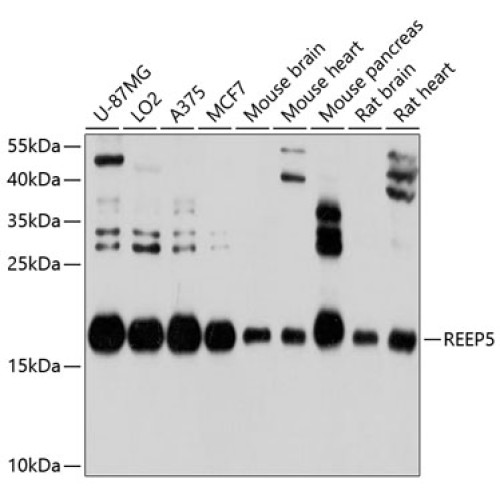 REEP5 Rabbit pAb