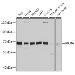 RIC8A Rabbit pAb