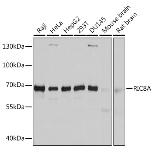 RIC8A Rabbit pAb