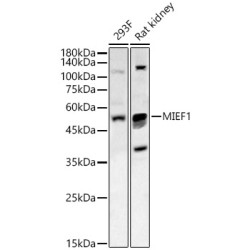 MIEF1 Rabbit pAb