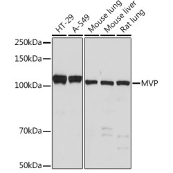 MVP Rabbit mAb