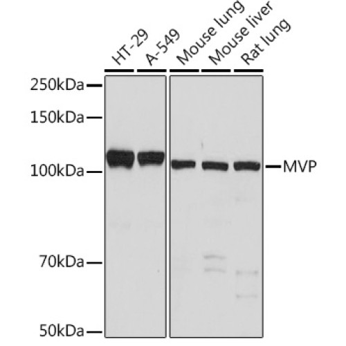 MVP Rabbit mAb