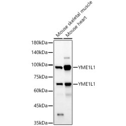 YME1L1 Rabbit pAb