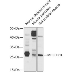 METTL21C Rabbit pAb