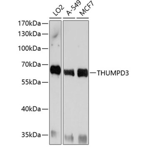 THUMPD3 Rabbit pAb