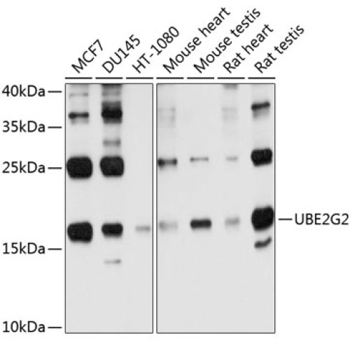 UBE2G2 Rabbit pAb