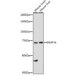 MMP16 Rabbit pAb