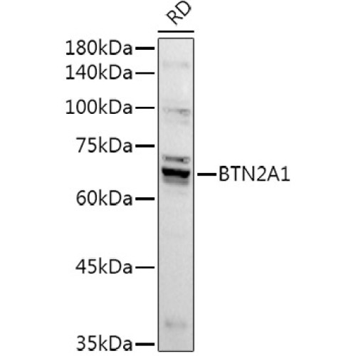 BTN2A1 Rabbit pAb