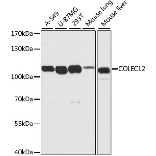 COLEC12 Rabbit pAb