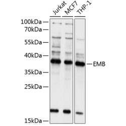 EMB Rabbit pAb
