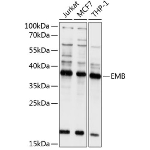 EMB Rabbit pAb