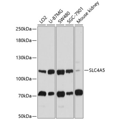 SLC4A5 Rabbit pAb