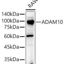 ADAM10 Rabbit pAb