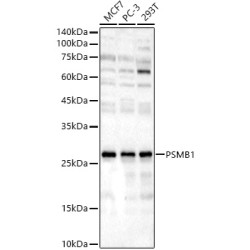 PSMB1 Rabbit pAb