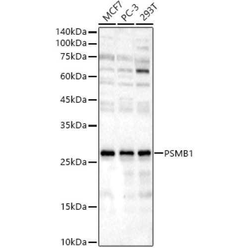 PSMB1 Rabbit pAb