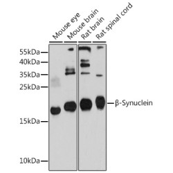 β-Synuclein Rabbit pAb