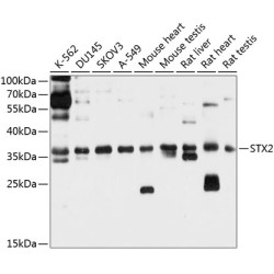 STX2 Rabbit pAb