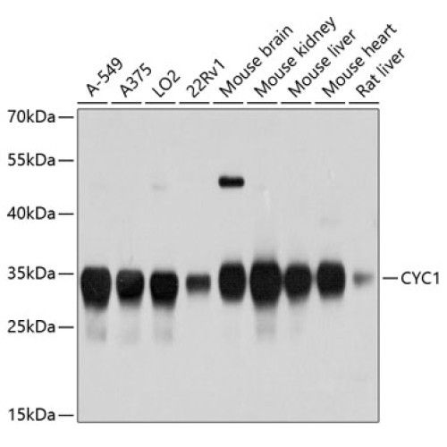 CYC1 Rabbit pAb