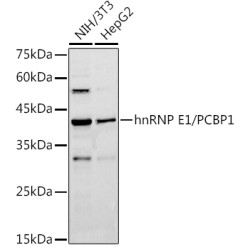 hnRNP E1/PCBP1 Rabbit pAb