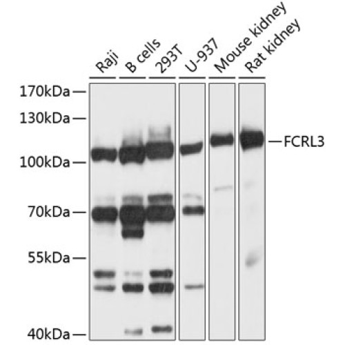 FCRL3 Rabbit pAb