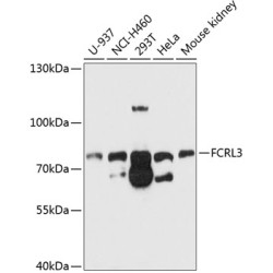 FCRL3 Rabbit pAb