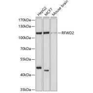 RFWD2 Rabbit pAb