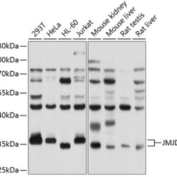 JMJD8 Rabbit pAb