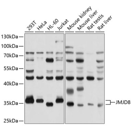 JMJD8 Rabbit pAb