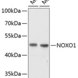 NOXO1 Rabbit pAb