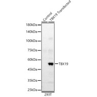 TBX19 Rabbit pAb