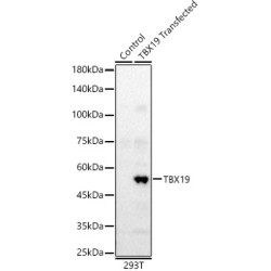 TBX19 Rabbit pAb
