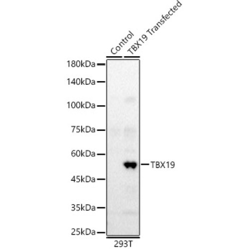 TBX19 Rabbit pAb