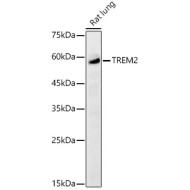 TREM2 Rabbit pAb