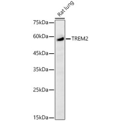 TREM2 Rabbit pAb