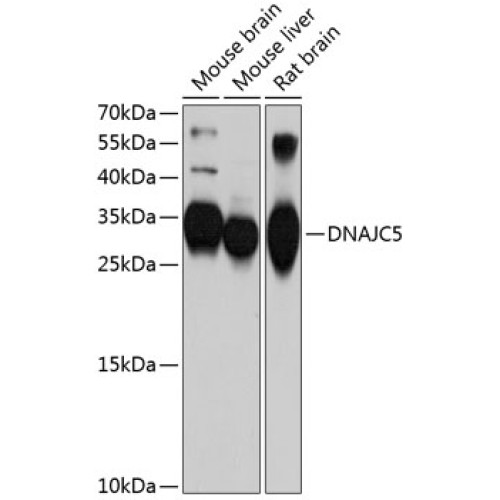 DNAJC5 Rabbit pAb