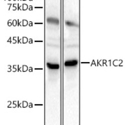 AKR1C2 Rabbit pAb