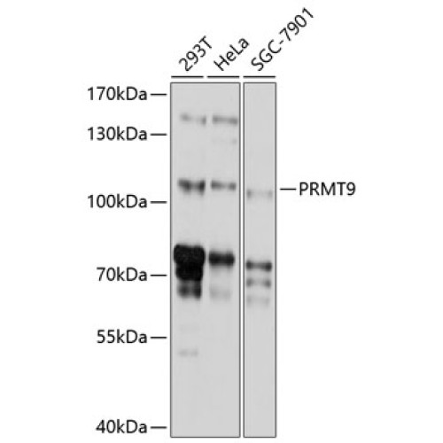 PRMT9 Rabbit pAb