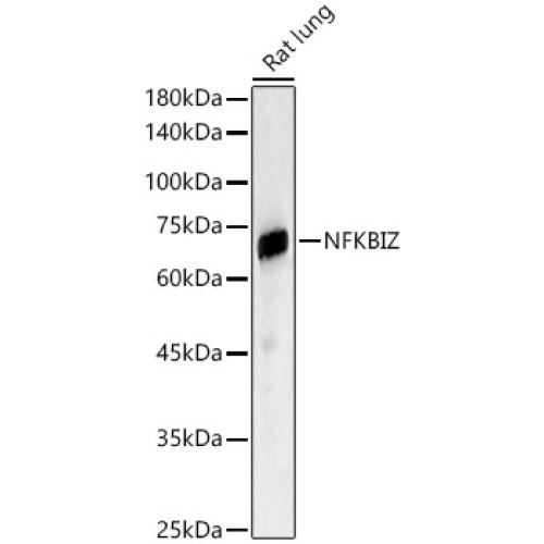 NFKBIZ Rabbit pAb