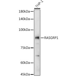 RASGRP1 Rabbit pAb