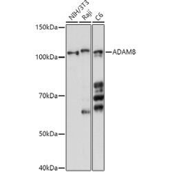 ADAM8 Rabbit pAb