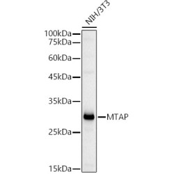MTAP Rabbit pAb
